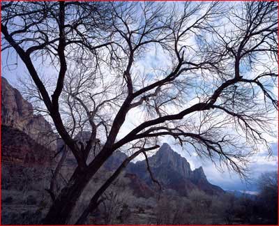 The Watchman visto attraverso un pioppo, Zion NP, Utah